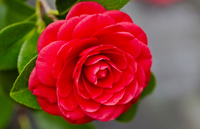 Red Camellia Flower Closeup