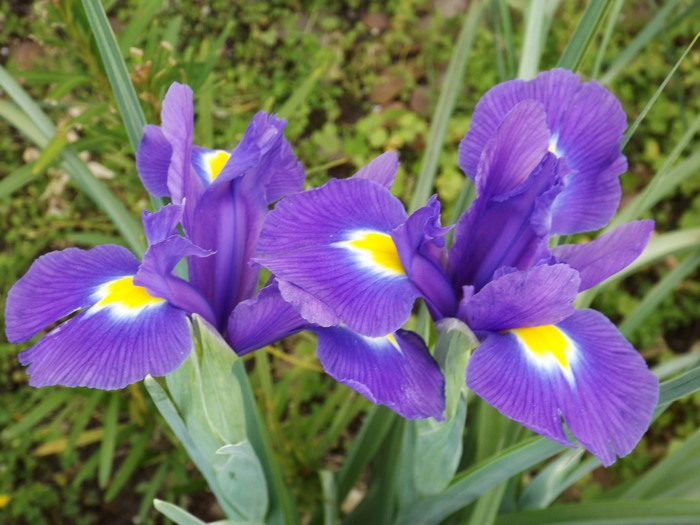 Two purple irises with yellow centers