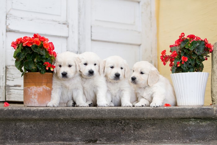 Four Golden Retriever Puppies with Begonias