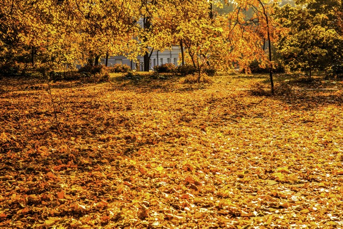 Autumn foliage in a park with a building