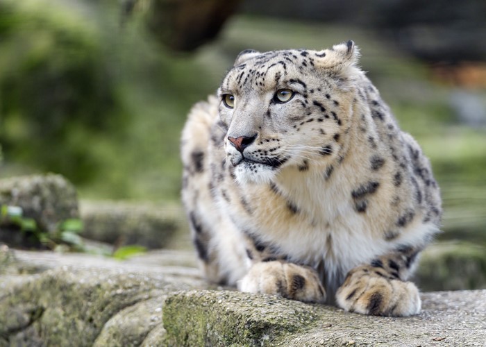 Snow leopard looking to the side on rocks