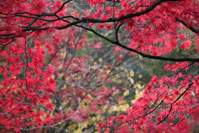Red Autumn Maple Leaves on Branches