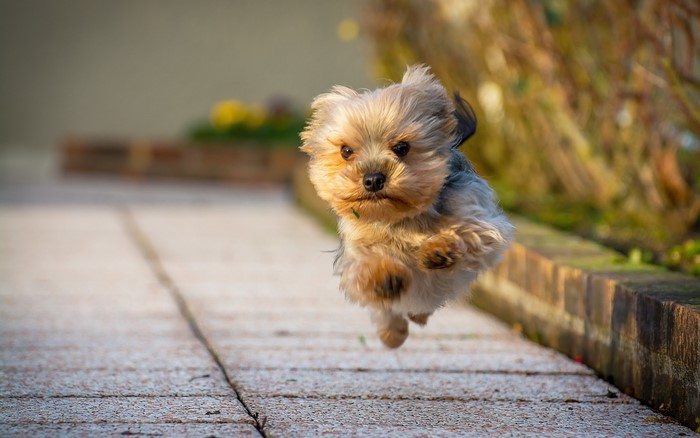 Yorkshire Terrier running outdoors