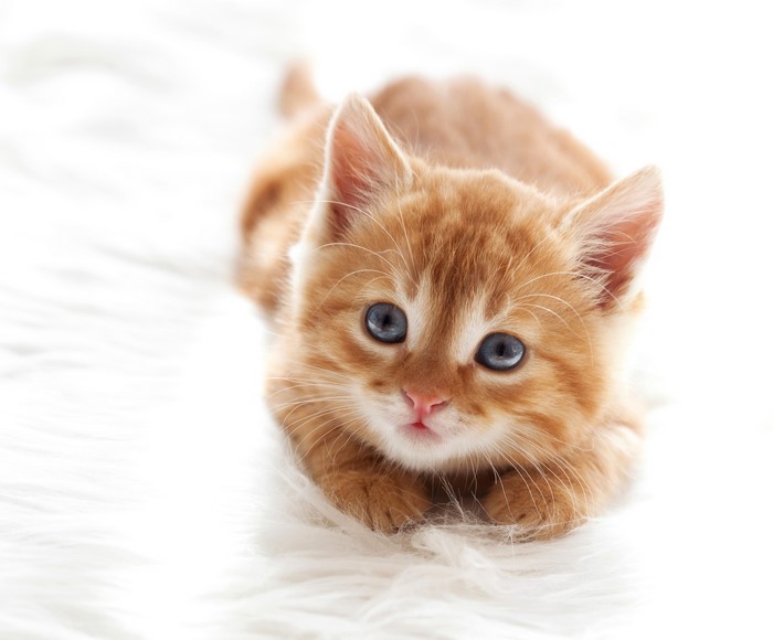 Ginger kitten with blue eyes on a white fluffy surface