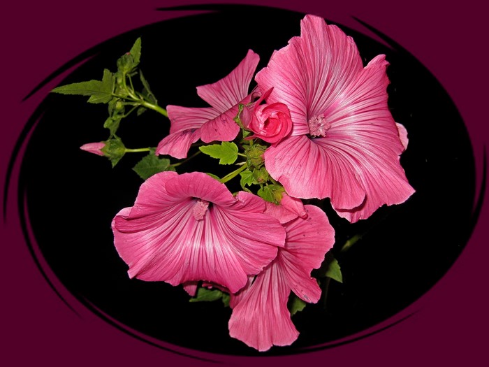 Pink Malva flowers with buds on black background