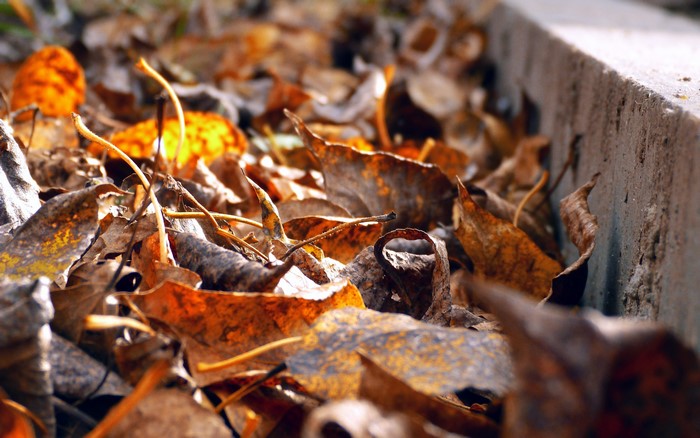 Autumn Leaves on the Ground