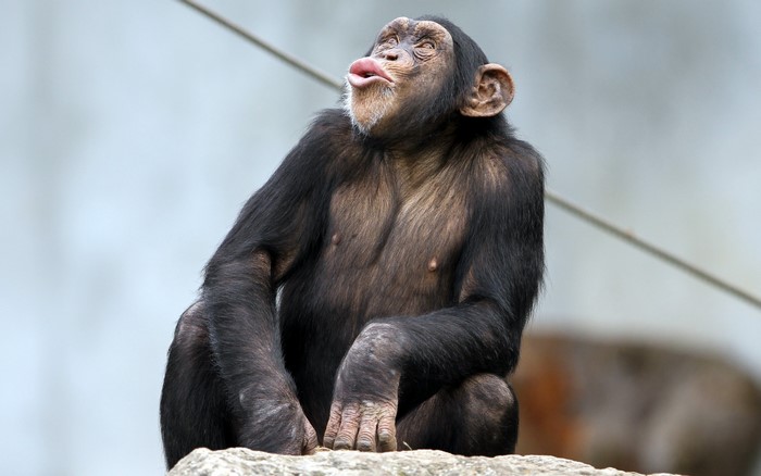 Chimpanzee sitting on a rock with mouth open