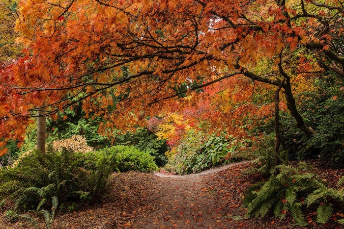 Autumn path under orange maple tree branches in Washington Park Arboretum