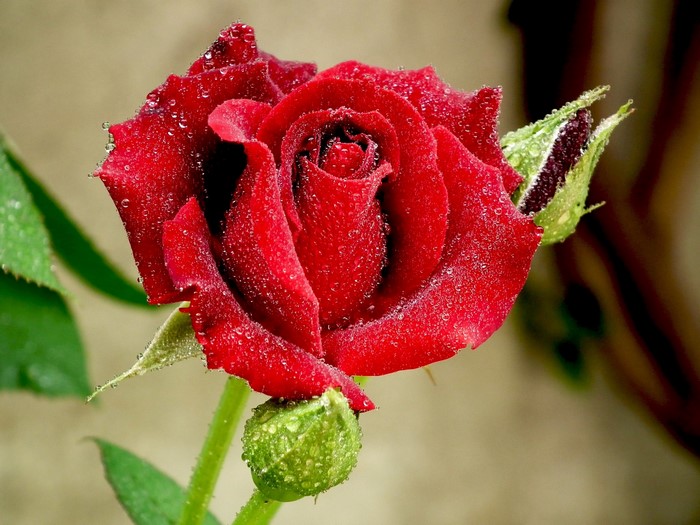 Red rose with water drops and buds