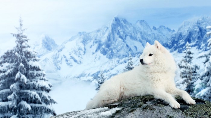 White Samoyed dog lying on a rock in a snowy mountain landscape