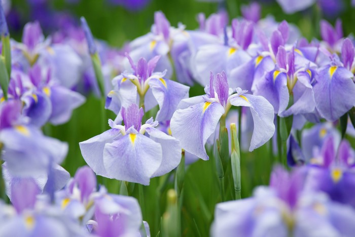 Close-up of purple and white irises in bloom