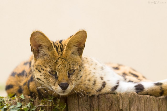 Serval cat resting on a wooden post