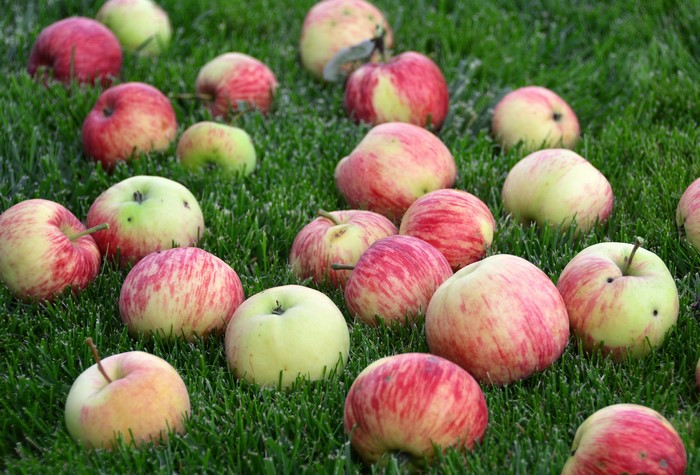 Apples scattered on green grass