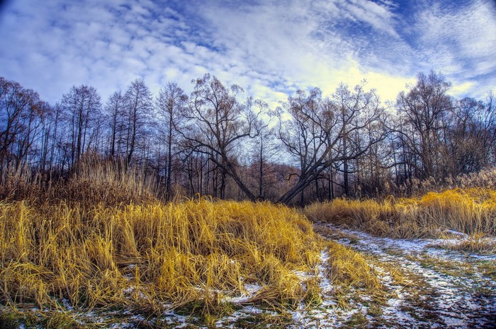 Bare trees and golden reeds with a cloudy sky