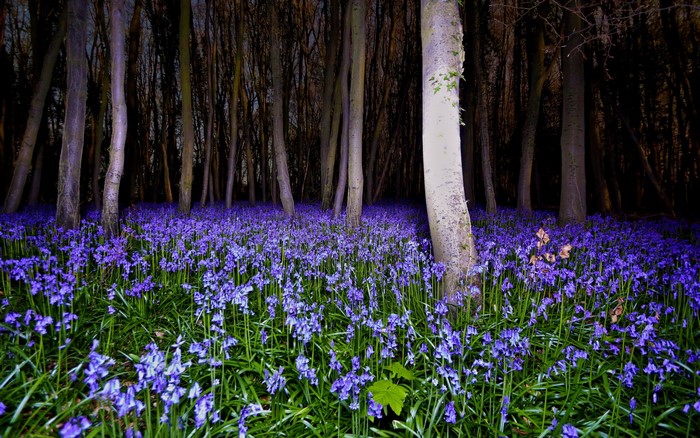 Bluebells in a dark forest at night