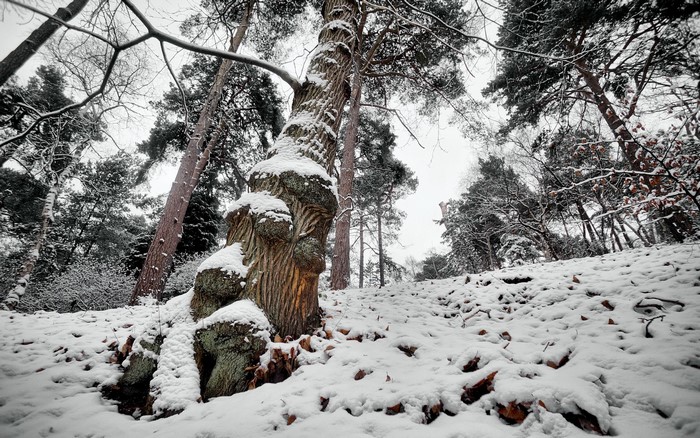 Snow covered forest with a gnarled tree trunk