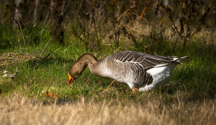A goose grazes in a grassy field