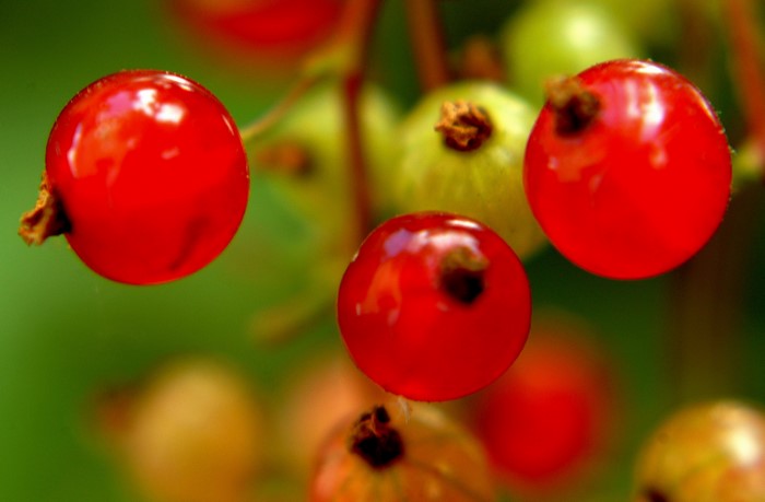 Red Currants on a Branch