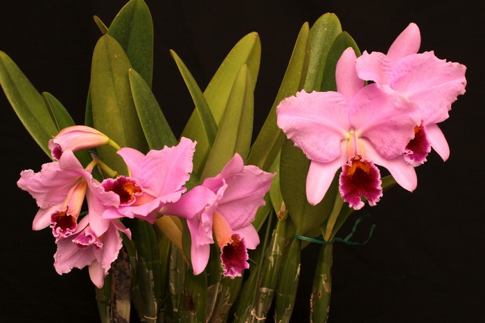 4K Pink Orchid Closeup