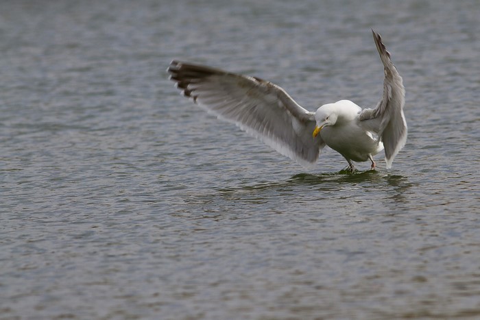 Seagull landing on water with wings spread