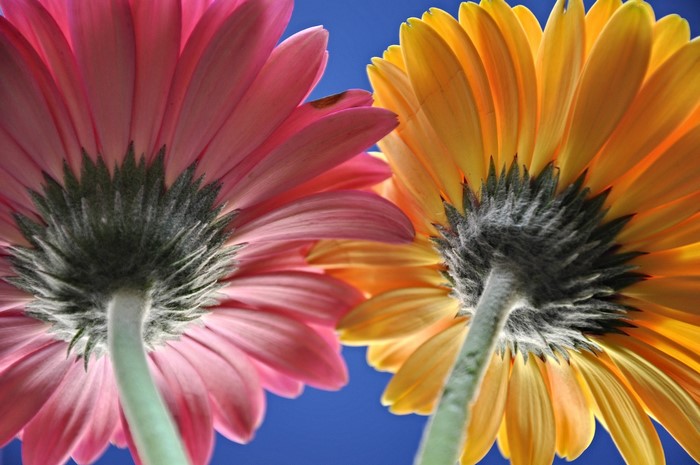 Two Gerbera daisies, pink and yellow, against blue sky