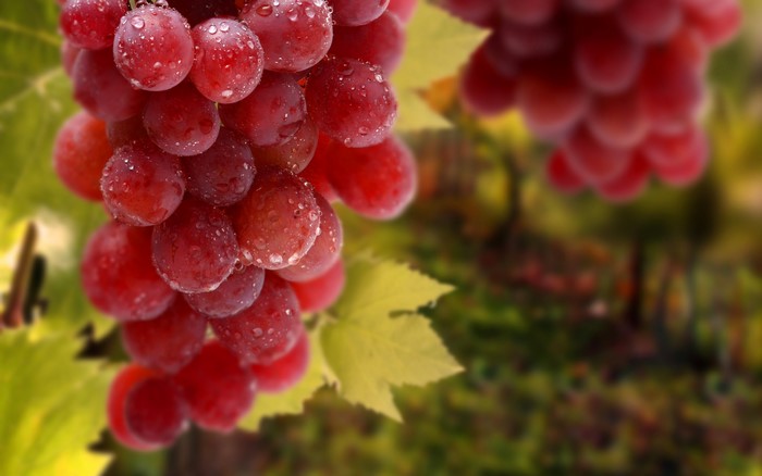 Red grapes with water drops on a vine
