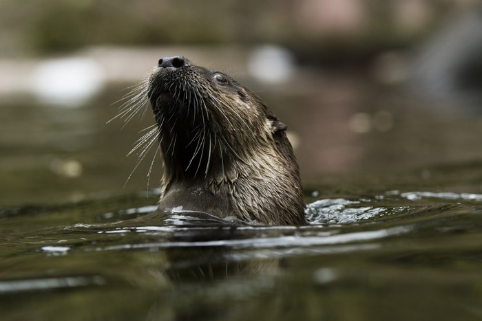 Eurasian otter emerging from water