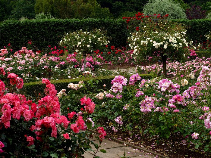 Rose Garden with Pink and White Roses