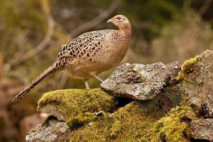 Female Common Pheasant on Mossy Rocks
