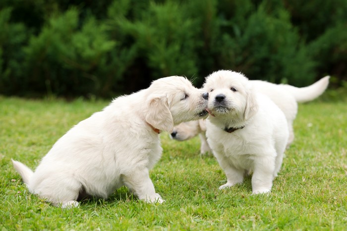 Two Golden Retriever Puppies Playing in Grass