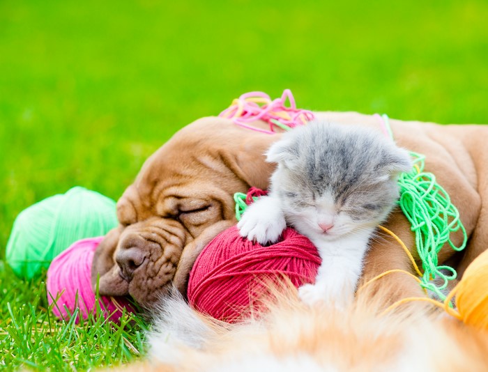 Dogue de Bordeaux puppy and kitten sleeping with yarn