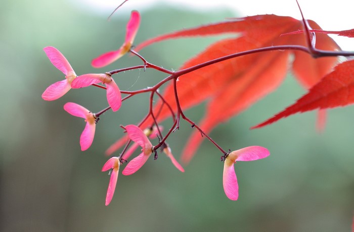 Red Maple Tree Samaras and Leaf