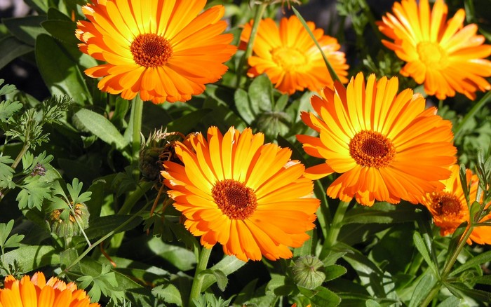 Orange Calendula Flowers in Sunlight