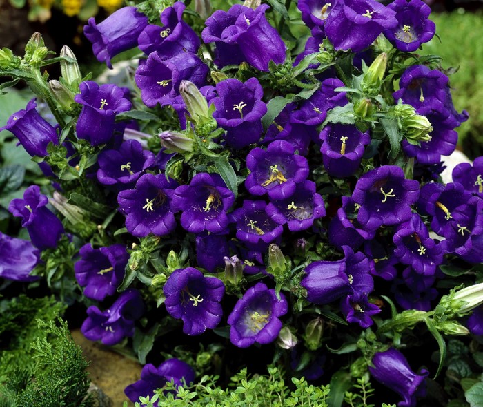 Purple Bellflowers in a Garden