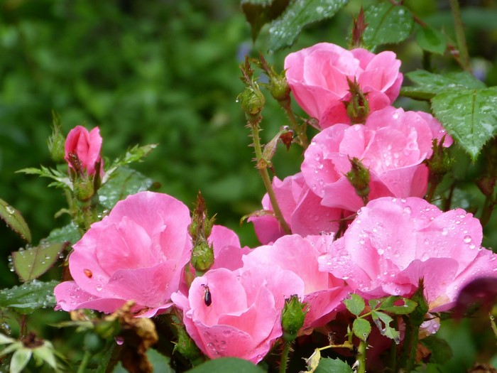 Pink roses with water droplets and buds