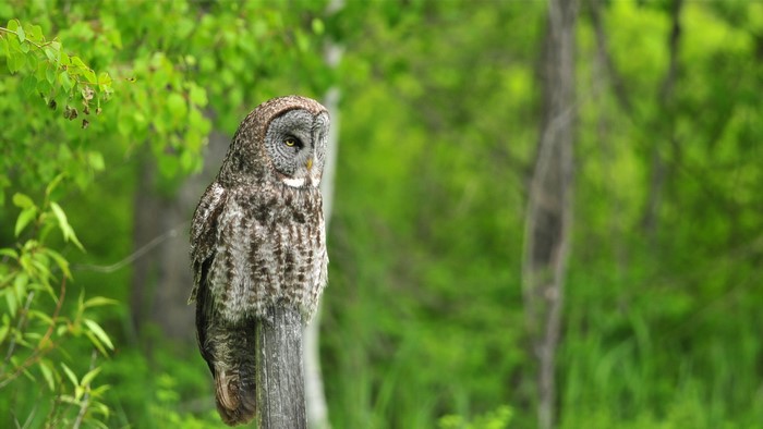 Great Gray Owl perched on a wooden post