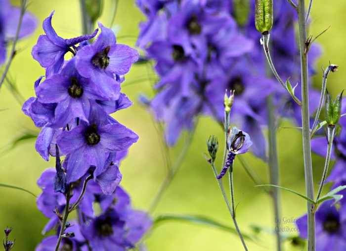 Purple Delphinium Flowers in Bloom