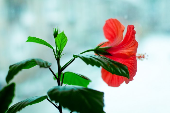 Red Hibiscus Flower with Green Leaves