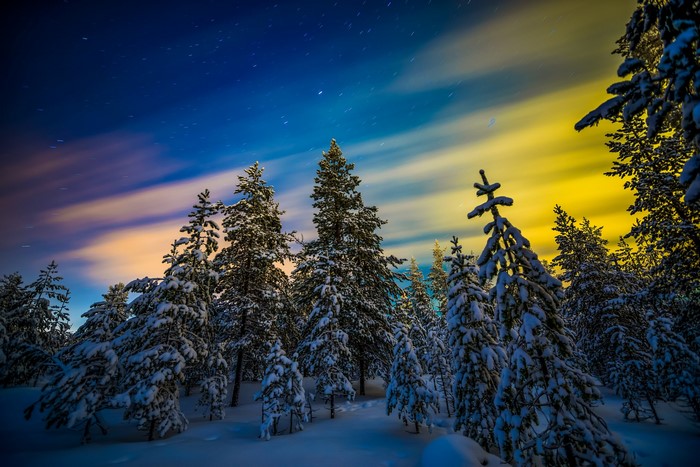 Snow-covered spruce forest under a starry night sky with aurora