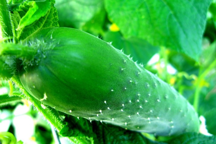 A young cucumber grows on a vine surrounded by green leaves.