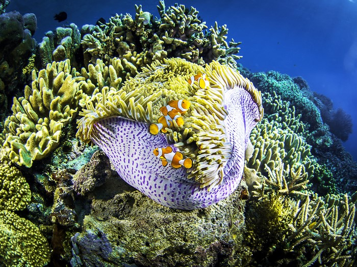 Clownfish in anemone with coral reef