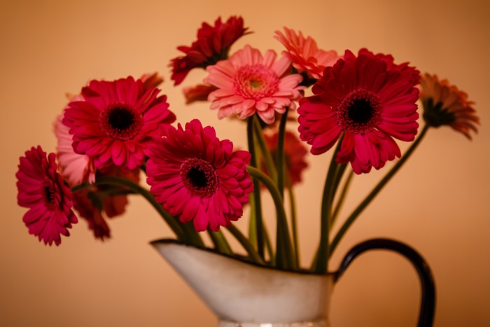 Red and Pink Gerberas in a Pitcher