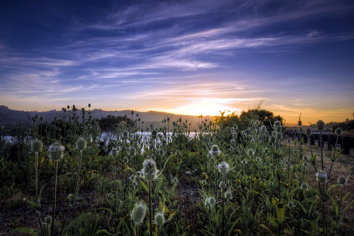 Thistle field at sunset with lake and hills
