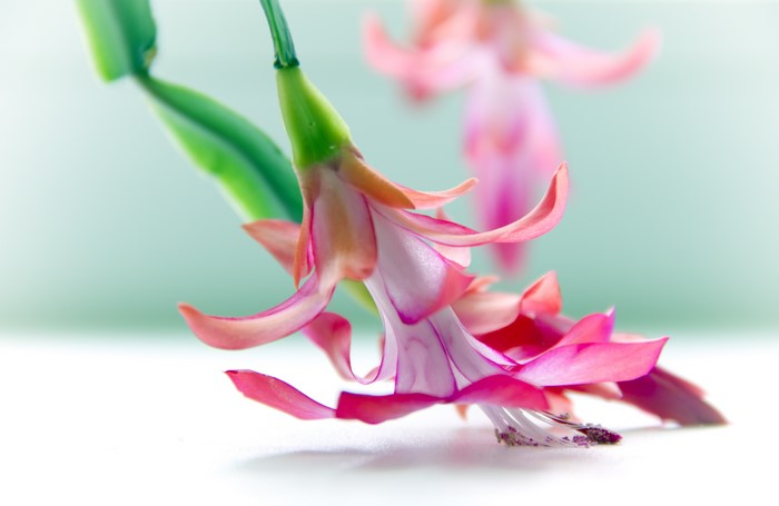 4K Schlumbergera cactus flower closeup