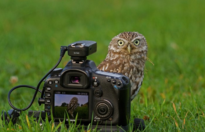 Owl and Canon Camera on Grass