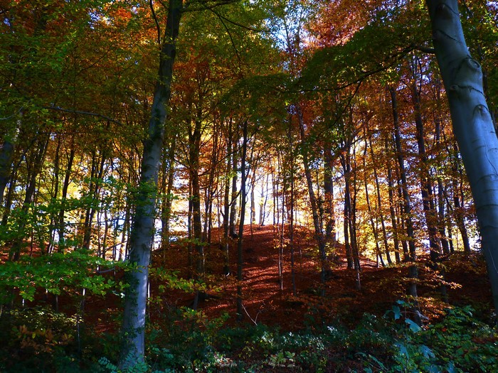 Autumn forest with sunlight filtering through trees
