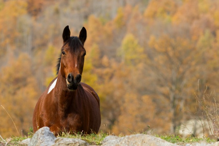 Brown horse in autumn landscape