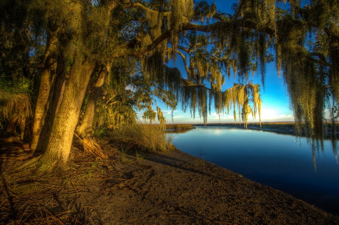 Trees with Spanish Moss over a River in Bryan, Georgia