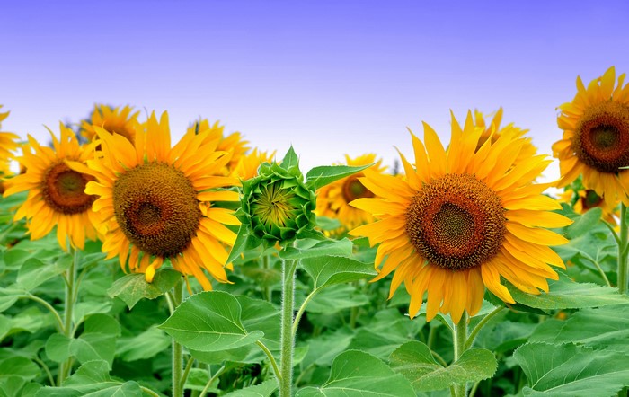 Field of Sunflowers Under a Blue Sky