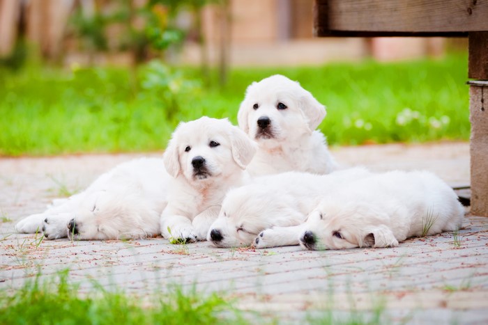 Four Golden Retriever Puppies Sleeping
